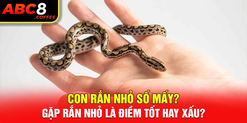 Con Rắn Nhỏ Số Mấy? Đi Đường Gặp Rắn Nhỏ Là Điềm Gì?