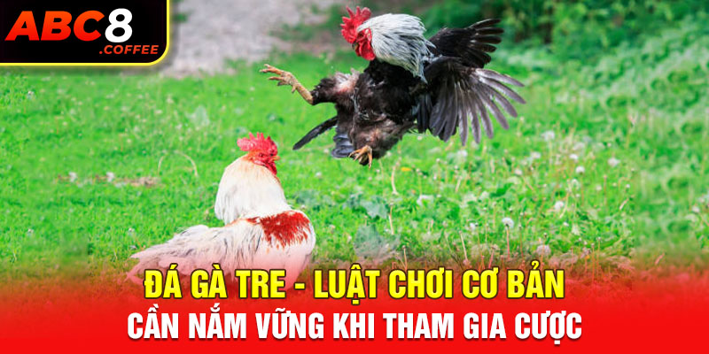 Đá Gà Tre - Luật Chơi Cơ Bản Cần Nắm Vững Khi Tham Gia Cược