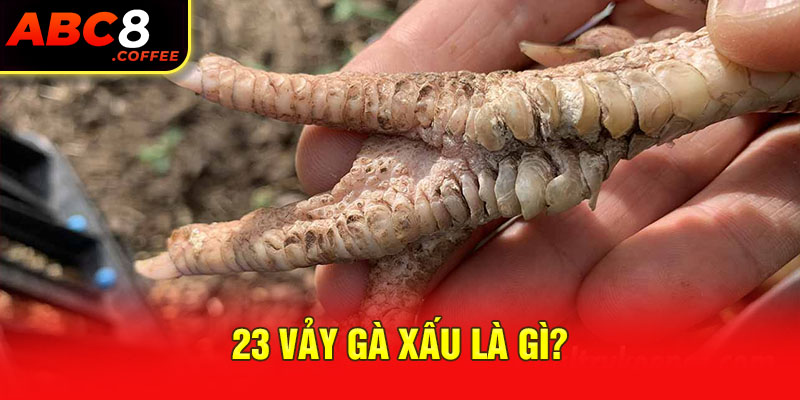 23 vảy gà xấu là gì?