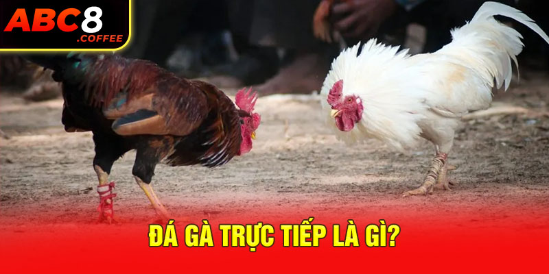 Đá gà trực tiếp là gì?