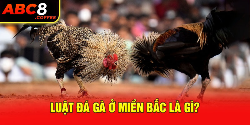 Luật đá gà ở miền Bắc là gì?