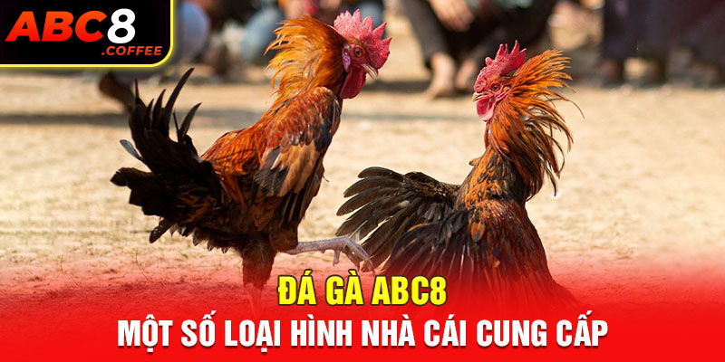 Đá gà Abc8 – Một số loại hình nhà cái cung cấp