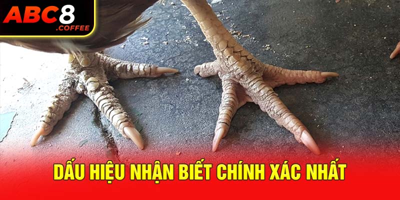 Dấu hiệu nhận biết 23 vảy gà xấu chính xác nhất