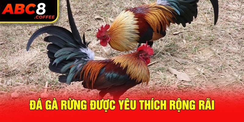 Đá gà rừng được yêu thích rộng rãi