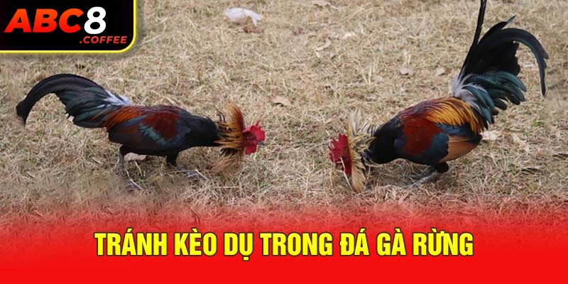 Tránh kèo dụ trong đá gà rừng